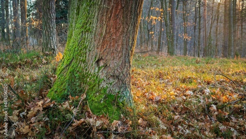 Drzewa w lesie w słoneczny dzień o poranku i wschodzi słońca