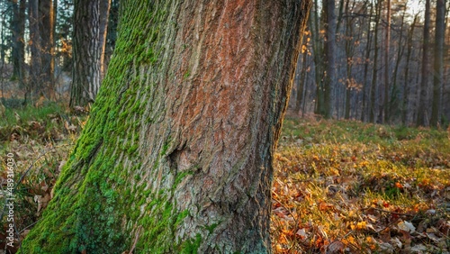 Fototapeta Naklejka Na Ścianę i Meble -  Drzewa w lesie w słoneczny dzień o poranku i wschodzi słońca