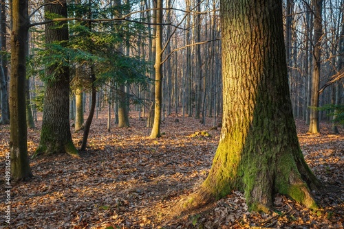 Fototapeta Naklejka Na Ścianę i Meble -  Drzewa w lesie w słoneczny dzień o poranku i wschodzi słońca