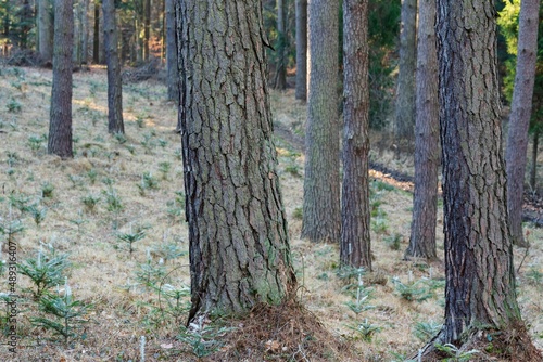 Fototapeta Naklejka Na Ścianę i Meble -  Drzewa w lesie w słoneczny dzień o poranku i wschodzi słońca