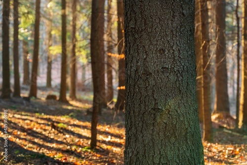 Fototapeta Naklejka Na Ścianę i Meble -  Drzewa w lesie w słoneczny dzień o poranku i wschodzi słońca