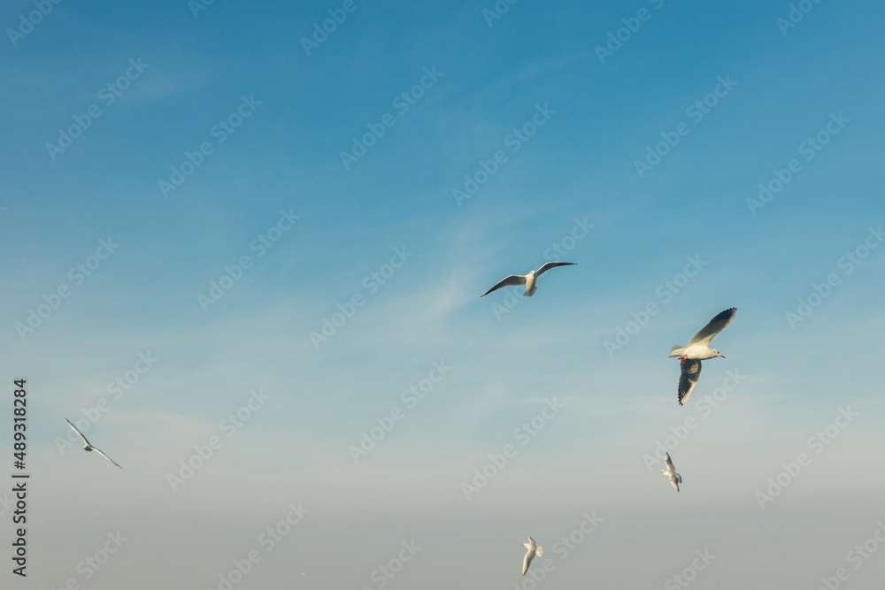 Seagulls flying high in the wind against the blue sky and white clouds, a flock of white birds. Seagulls flying high in the wind against the blue sky and white clouds, a flock of white birds.