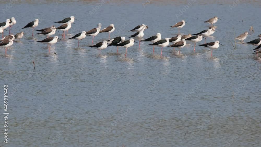 A flock facing the wind while standing in the water as they preen and enjoy the sun, Black-winged Stilt Himantopus himantopus Thailand A flock facing the wind while standing in the water as they preen and enjoy the sun, Black-winged Stilt Himantopus himantopus Thailand