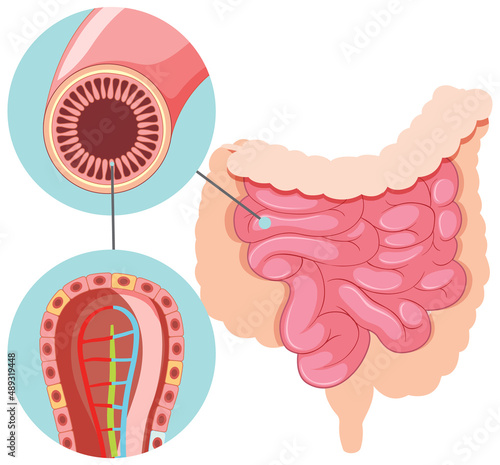 Diagram showing small intestine structure photo