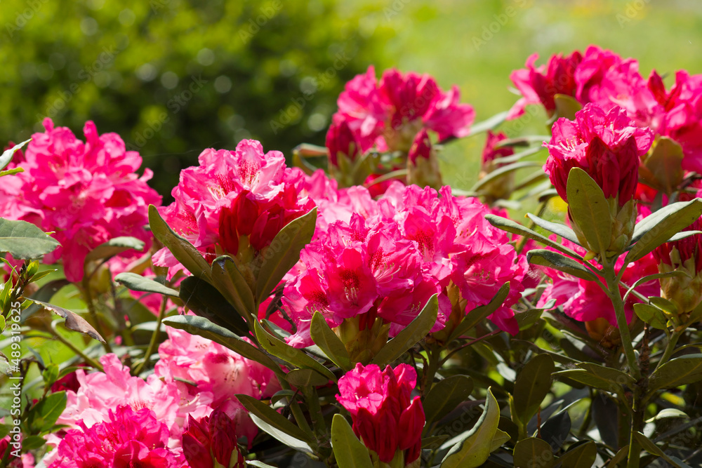 rhododendron in the garden rhododendron in the garden