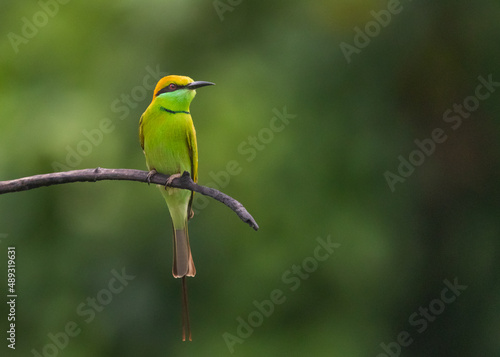 Green Bee Eater © VEERAVENKATA