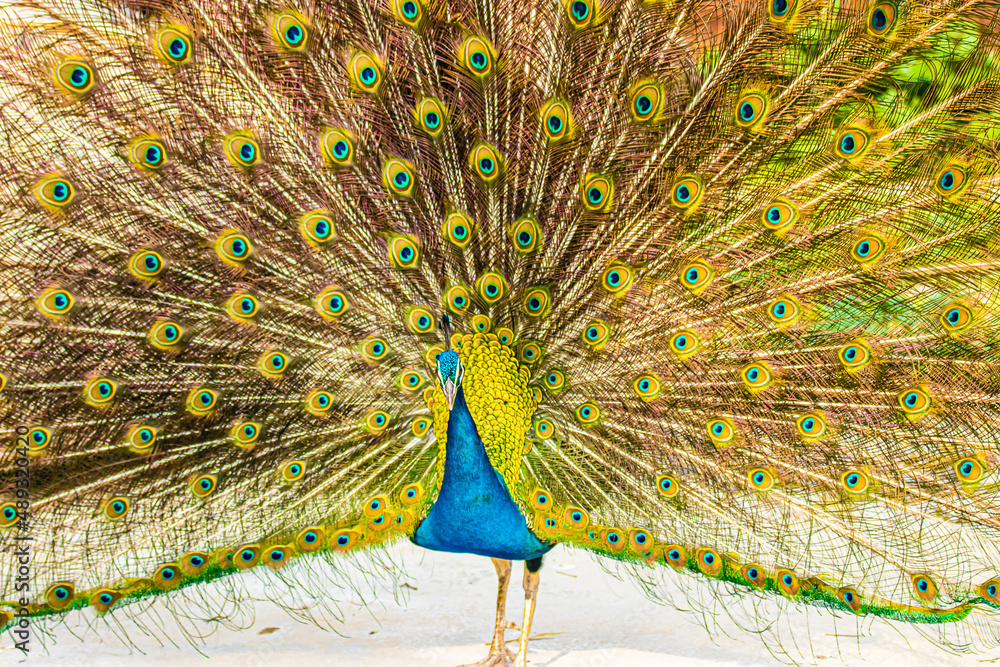 Obraz premium portrait peacock with open tail