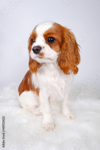 Cute portrait of a white dog with red spots. A little King Charles spaniel puppy sits quietly on a white fur rug, looking away.Vertical photo