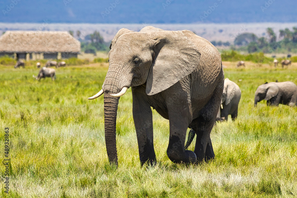 African elephants, Loxodonta africana, wandering through Amboseli Natioanl Park.