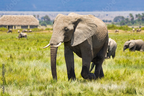 African elephants  Loxodonta africana  wandering through Amboseli Natioanl Park.