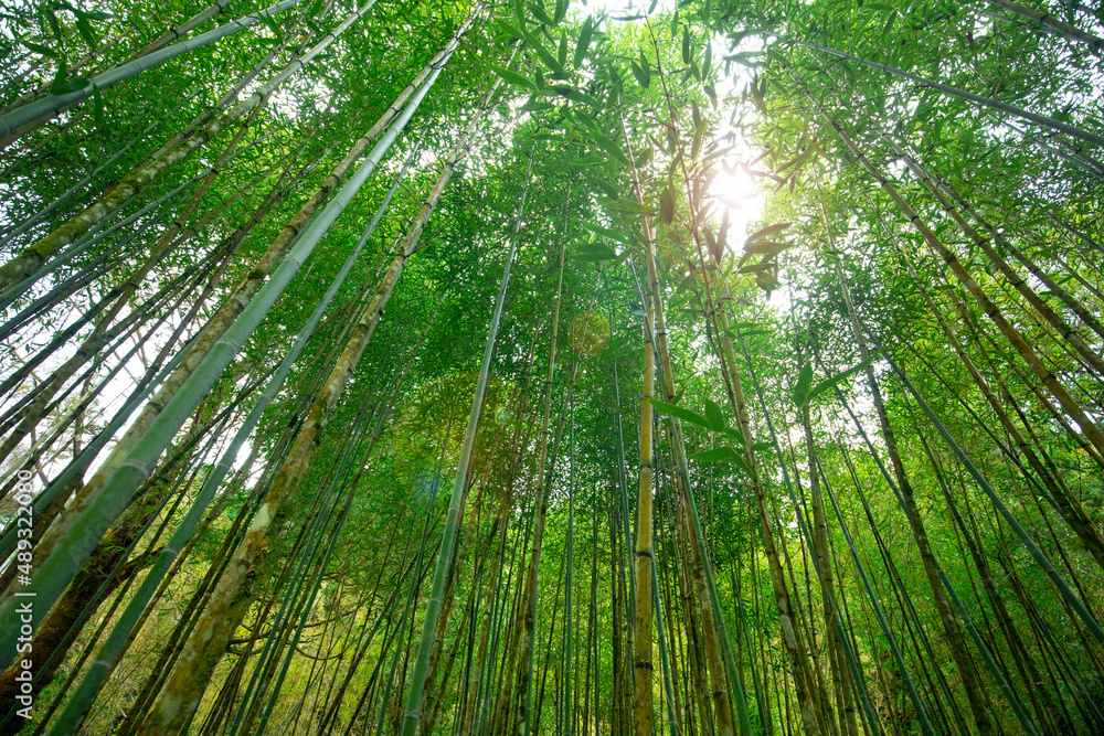 Taiwan, Yilan County, forest, mountain lake, Mingchi, recreation area, bamboo forest Taiwan, Yilan County, forest, mountain lake, Mingchi, recreation area, bamboo forest