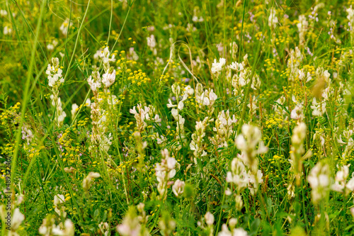 Blooming meadow of the summer steppe.