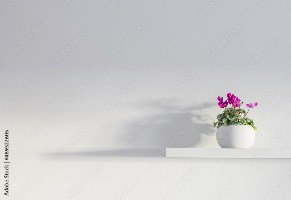 cyclamen in flowerpot on wooden shelf on background white wall cyclamen in flowerpot on wooden shelf on background white wall