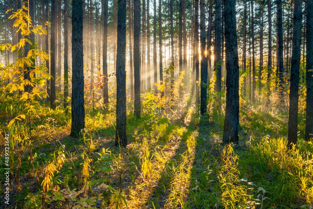 Obraz premium sunset in the woods