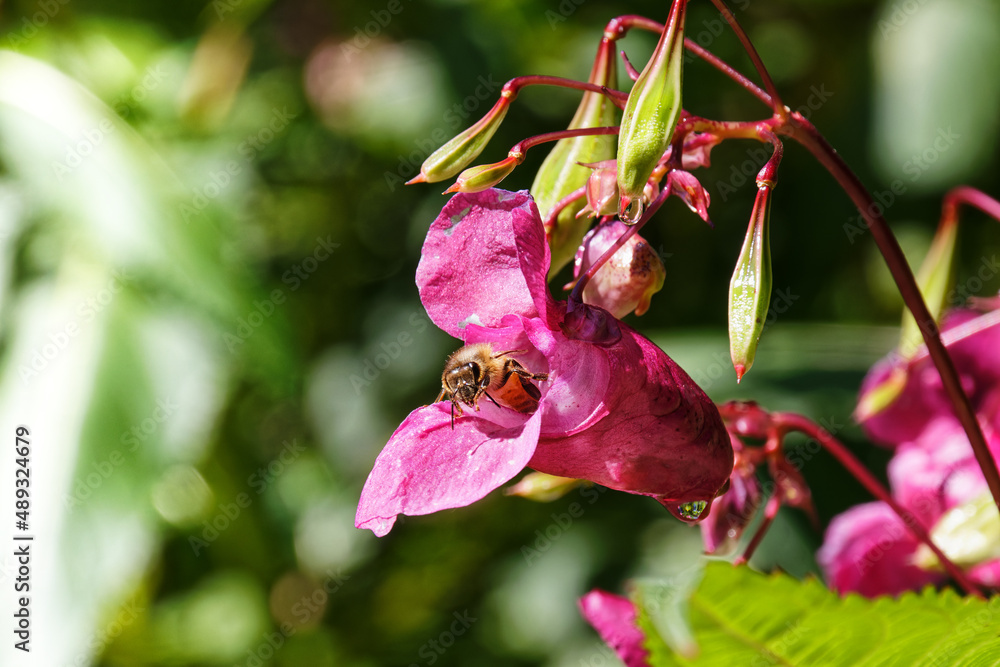 Makroaufnahme einer Blüte des Drüsigen Springkrauts, auch Rotes Springkraut, Impatiens glandulifera, mit einer Biene in der Blüte Makroaufnahme einer Blüte des Drüsigen Springkrauts, auch Rotes Springkraut, Impatiens glandulifera, mit einer Biene in der Blüte