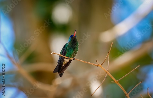 Blue-headed sapphire hummingbird (Hylocharis grayi) perched on a small branch against blurred natural background, Villa de Leyva, Colombia photo