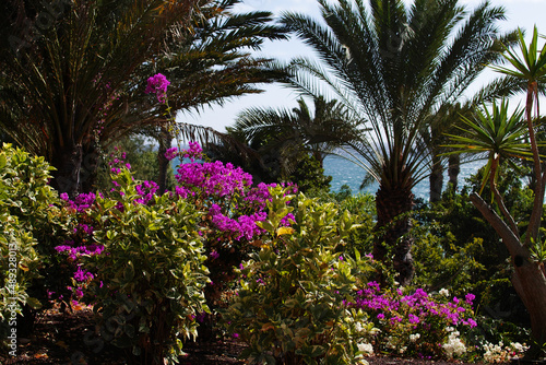 trees in the garden