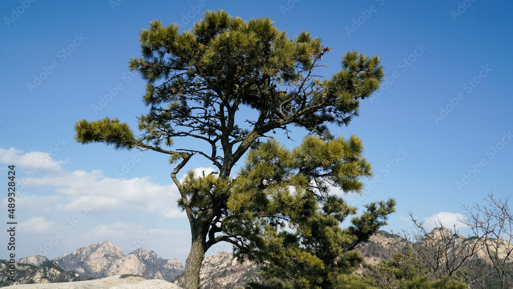 The majesty of pine trees growing on ridges and rocks.