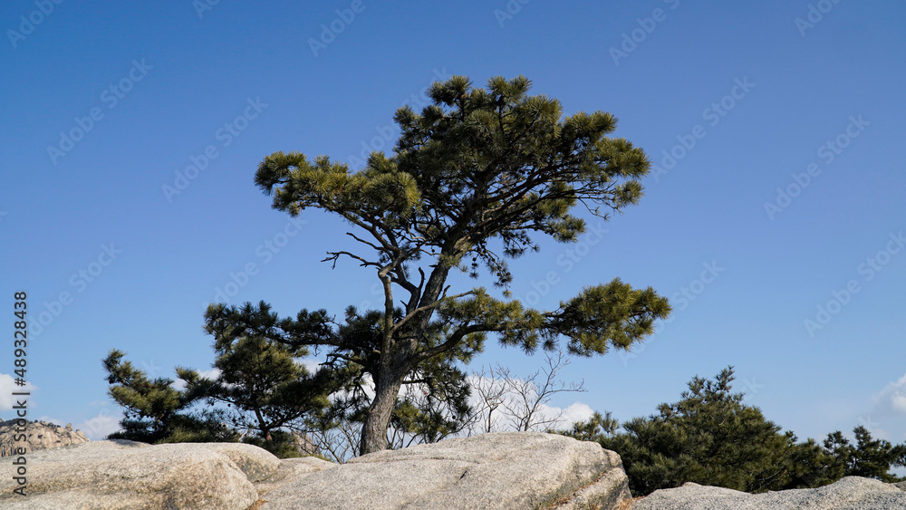 The majesty of pine trees growing on ridges and rocks. The majesty of pine trees growing on ridges and rocks.