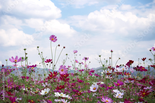 Colorful cosmos bipinnatus flowers blooming in garden on clouds sky mountains background