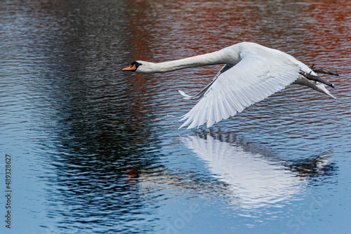 swan in flight over lake with reflection photo