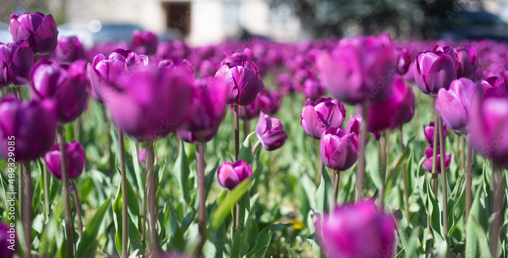 Fototapeta premium purple flowers of fresh holland tulips in field. selective focus