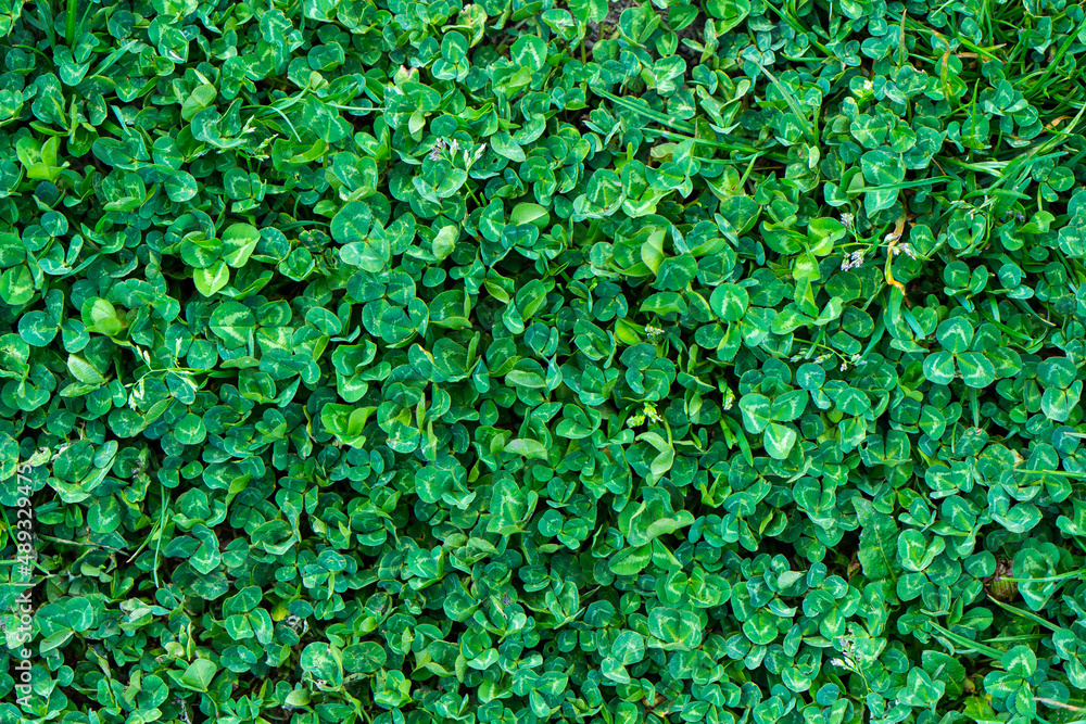 Green clover field as St Patrick's Day background Green clover field as St Patrick's Day background