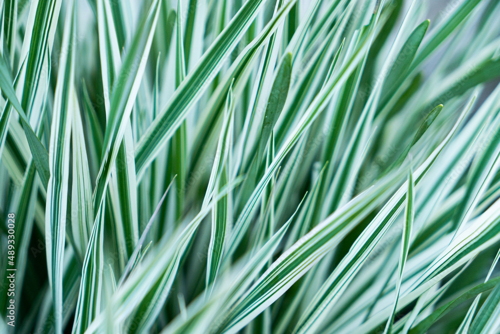 Reed Canary grass Phalaris Arundinacea. Natural background Reed Canary grass Phalaris Arundinacea. Natural background