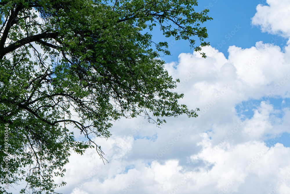 Blue sky background with clouds and tree Blue sky background with clouds and tree