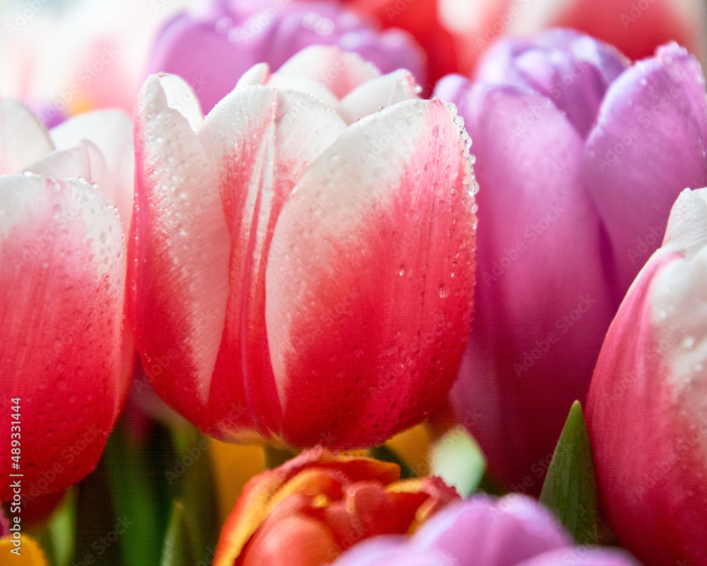 lots of tulips with water drops are a close bouquet for the holiday on March 8 lots of tulips with water drops are a close bouquet for the holiday on March 8