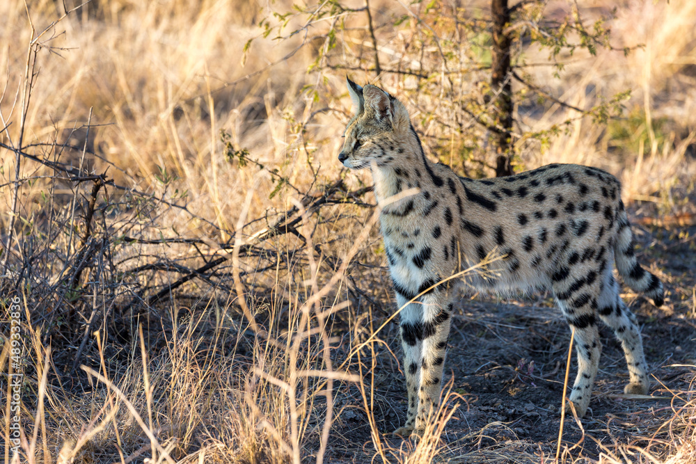 Serval Serval