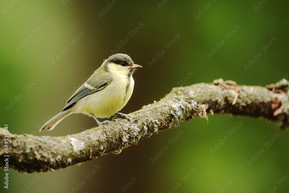 Fototapeta premium Great tit (Parus major) on a branch with moss