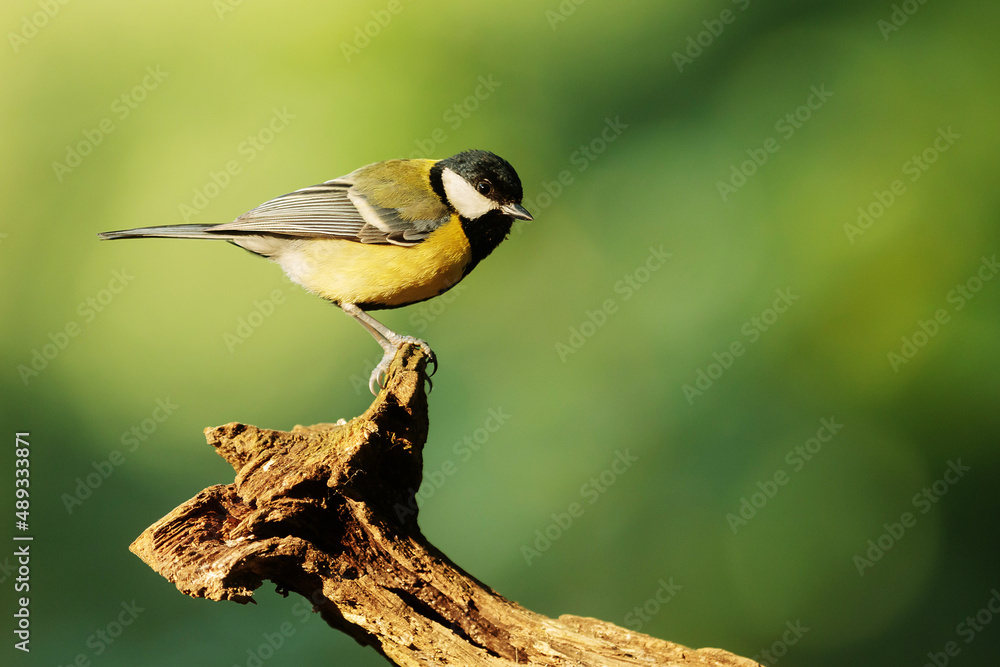 Fototapeta premium Great tit (Parus major) with a pretty light