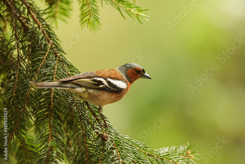male common chaffinch (Fringilla coelebs) on the spruce branches © michal