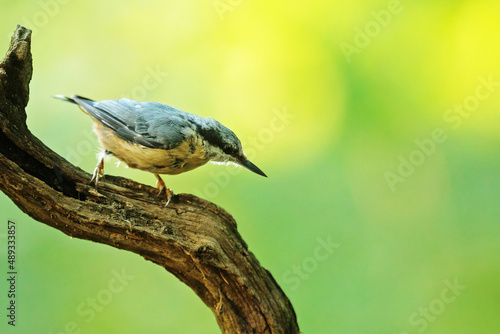 Eurasian nuthatch, (Sitta europaea) with a nice colourful background