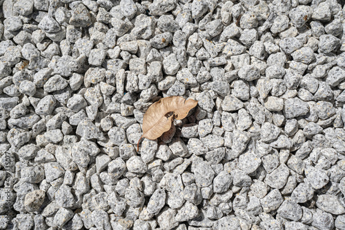 dry leaves on stone background