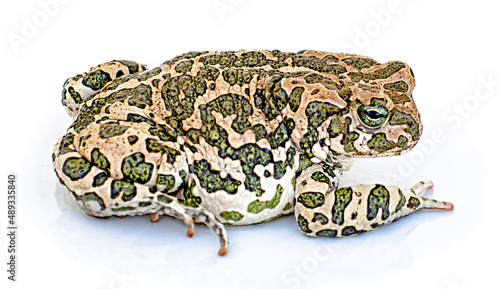 Toad isolated on white background