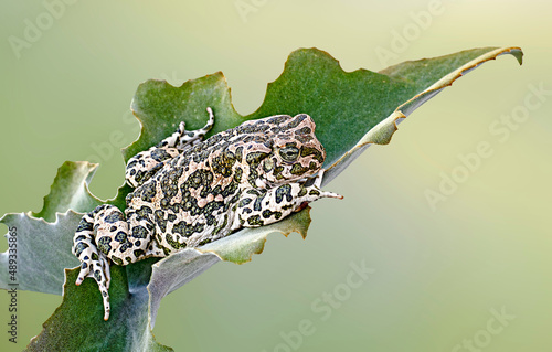 Close up of Toad on leaf