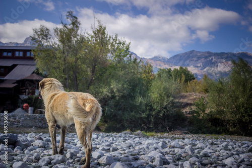 dog on the mountain