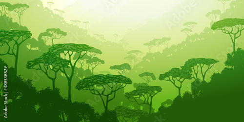 Rainforest hills, jungle. View of southern nature, morning light.