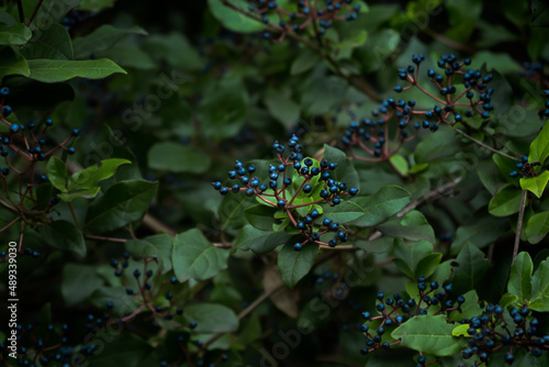 Wallpaper Mural Viburnum tinus berries close-up. Viburnum lavrolistnaya decorative evergreen bush. dark blue berries in selective focus. Green natural background. Decoration of gardens, parks and squares. Soft focus Torontodigital.ca