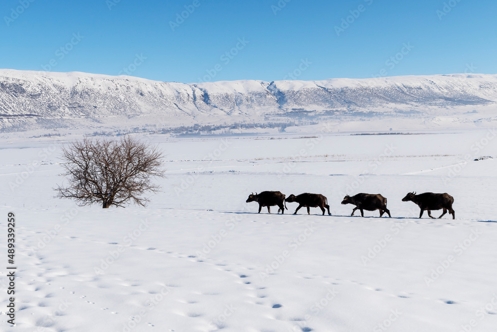 Naklejka premium Winter landscape view in Bitlis Province of Turkey