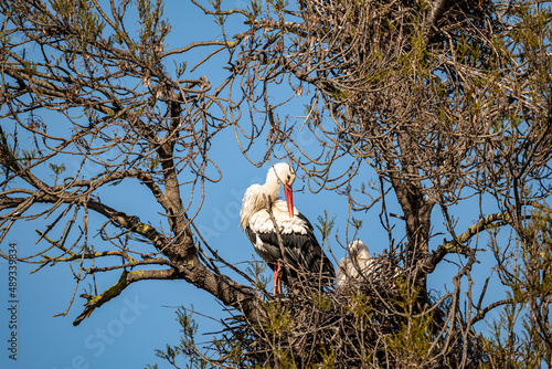 stork in the nest