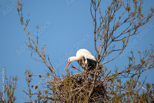 white stork in the nest