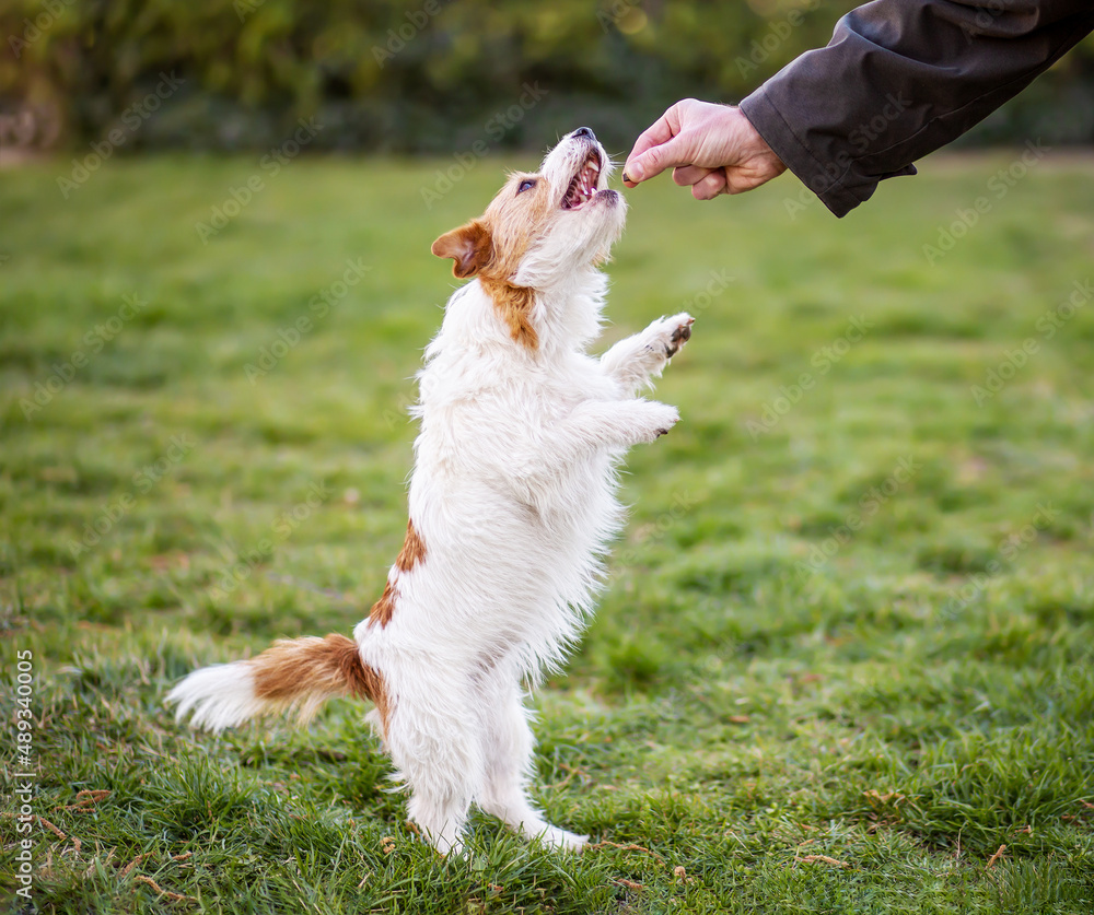 Crazy sales dog dancing