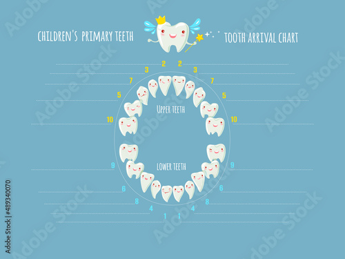 Children's  primary teeth tooth arrival chart..Temporary teeth - names, groups, period of eruption and shedding of the children. Vector illustration, baby teeth.