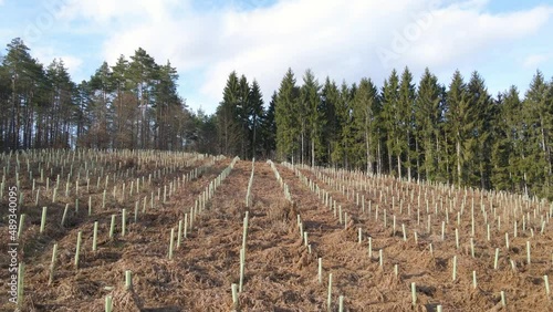 Drone fly above woodland prepared for forestation process of restoring damaged forest, pipe tree support for reafforestation