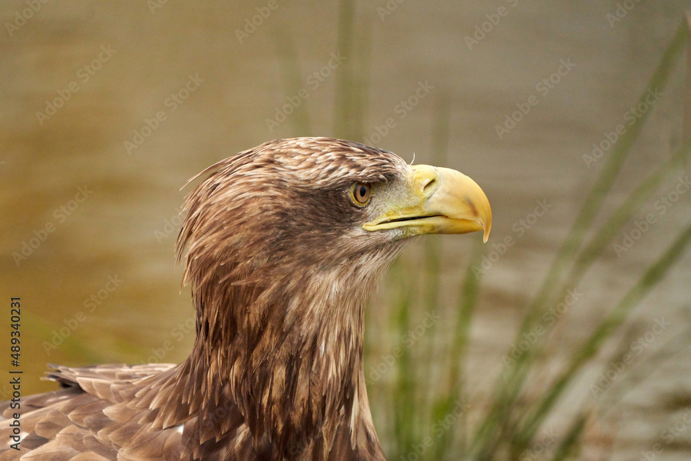 A detailed bald eagle head, yellow bill. The bird sits on the edge of the water, scanning the water's surface for fish A detailed bald eagle head, yellow bill. The bird sits on the edge of the water, scanning the water's surface for fish