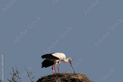 white stork in the nest