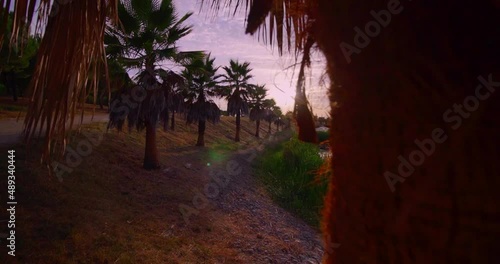Camera move slide behind a palm tree reveals a lake. photo